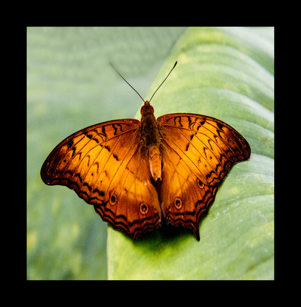 Schmetterlings Ausstellung Botanischer Garten München 2