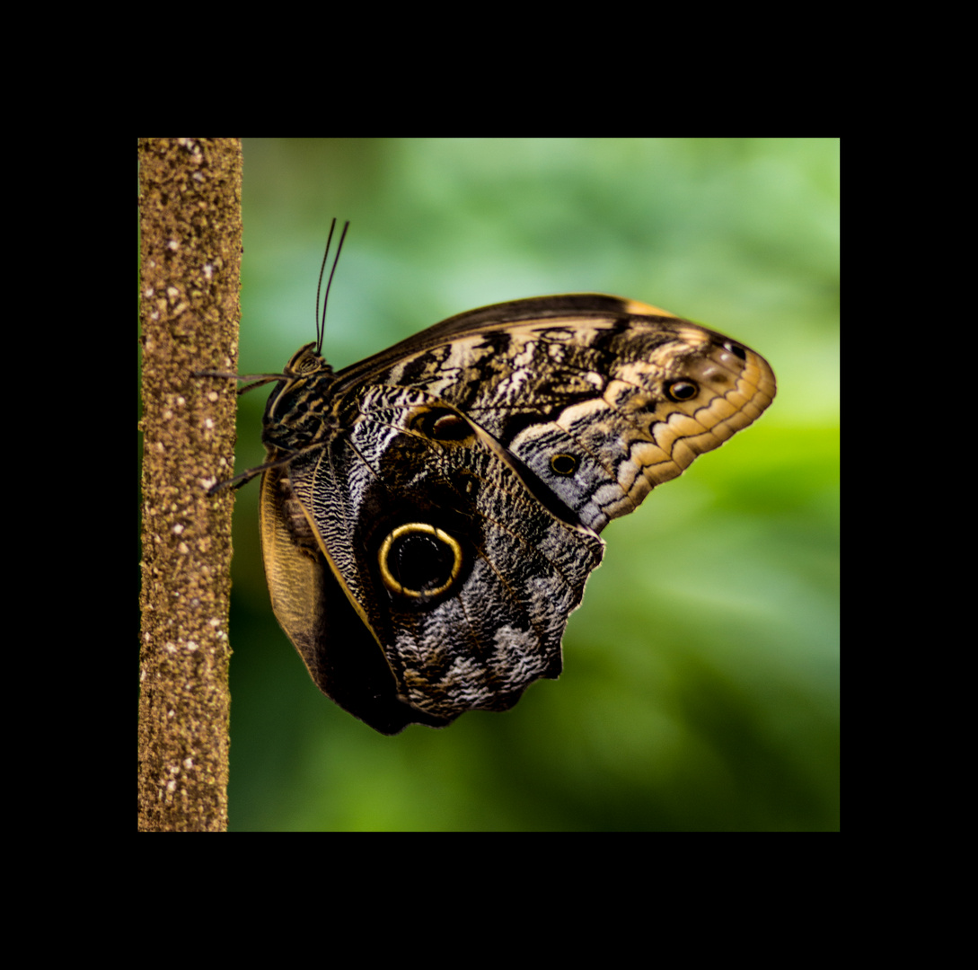Schmetterlings Ausstellung Botanischer Garten Munchen 4 Foto
