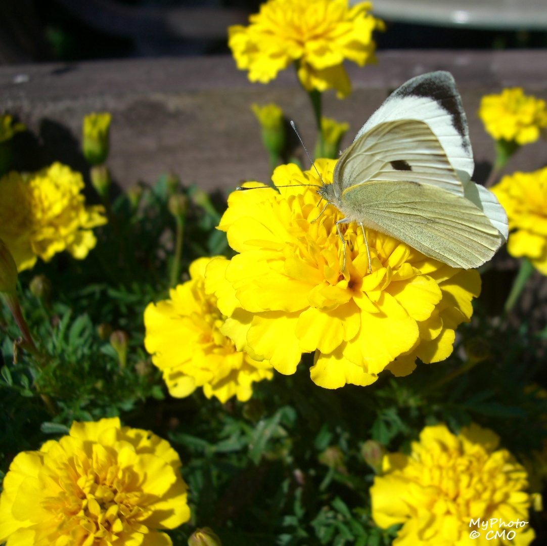 Schmetterlings - Besuch