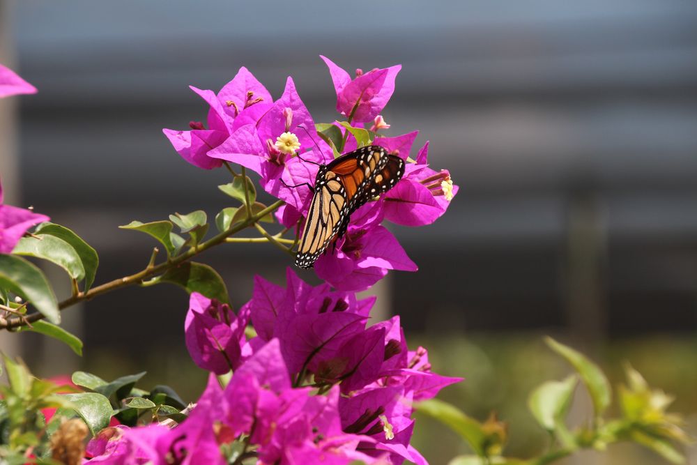 Schmetterlings Bougainvillea