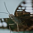 Schmetterlings-Details