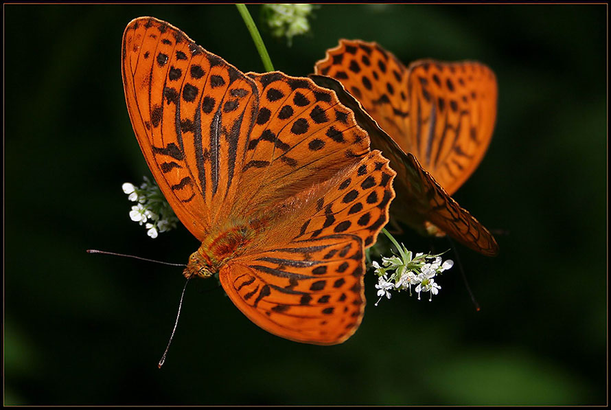 Schmetterlings