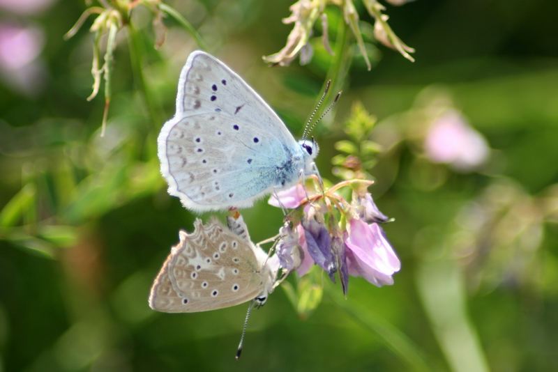 Schmetterlings Freundschaft Foto & Bild tiere, wildlife