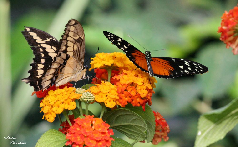 Schmetterlings-Freundschaft