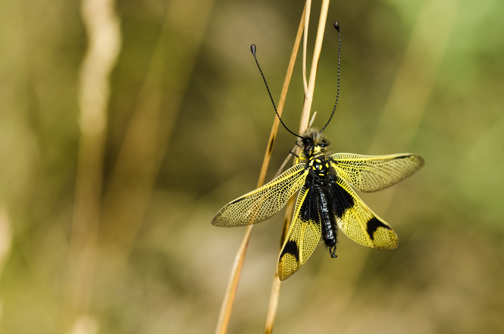 Schmetterlings-Haft (Libelloides longicornis)