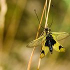 Schmetterlings-Haft (Libelloides longicornis)