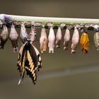 Schmetterlings-Kinderstube im Tiergarten Schönbrunn in Wien