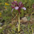 Schmetterlings-Knabenkraut (Orchis papilionacea)