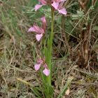 Schmetterlings-Knabenkraut (Orchis papilionacea)