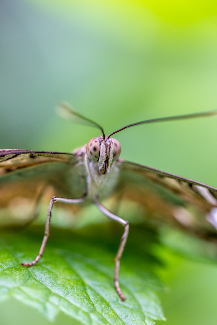 Schmetterlings Makro