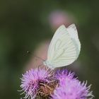 Schmetterlings-Mittwochs-Blümchen