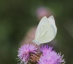 Schmetterlings-Mittwochs-Blümchen
