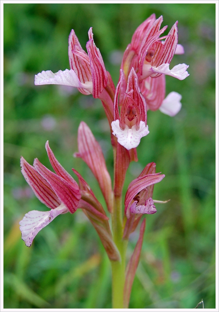 Schmetterlings Orchidee