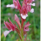 Schmetterlings Orchidee