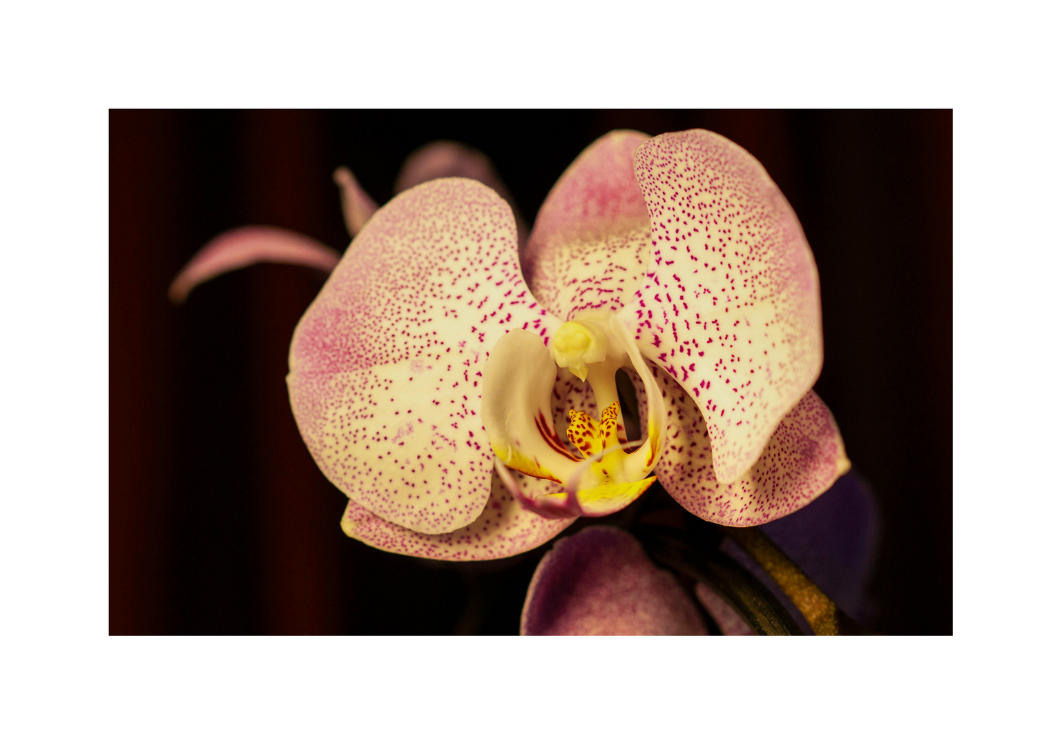 Schmetterlings-Orchidee