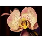 Schmetterlings-Orchidee