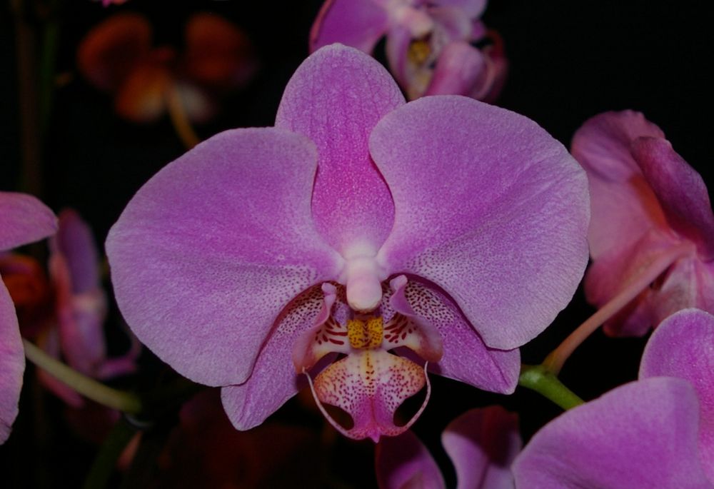 Schmetterlings- Orchidee