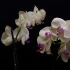 Schmetterlings Orchidee