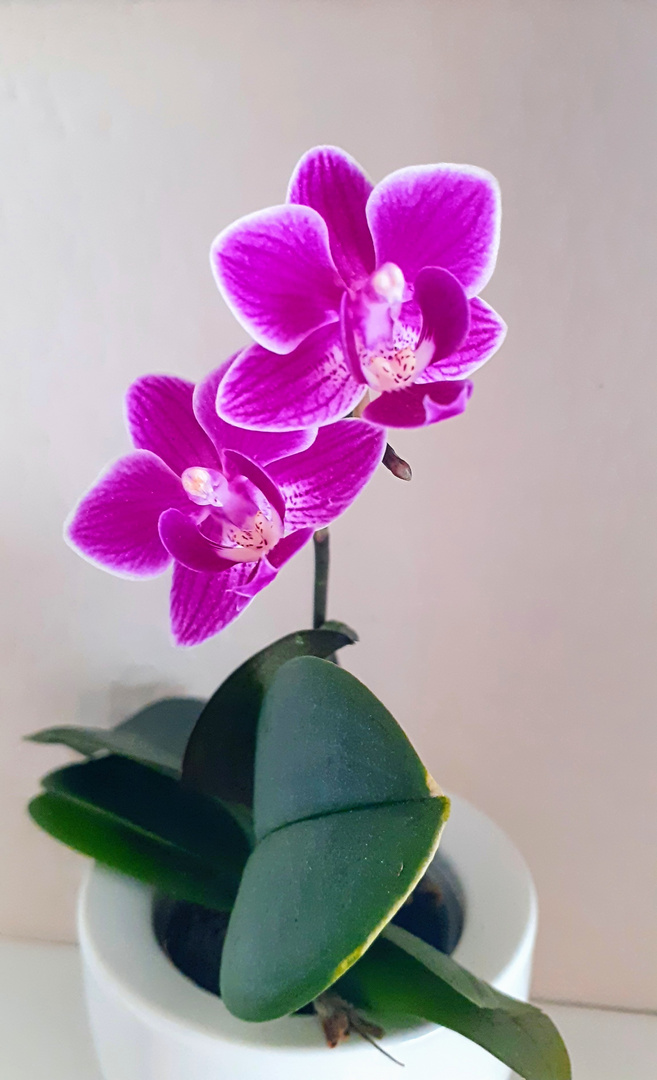 " Schmetterlings Orchidee 