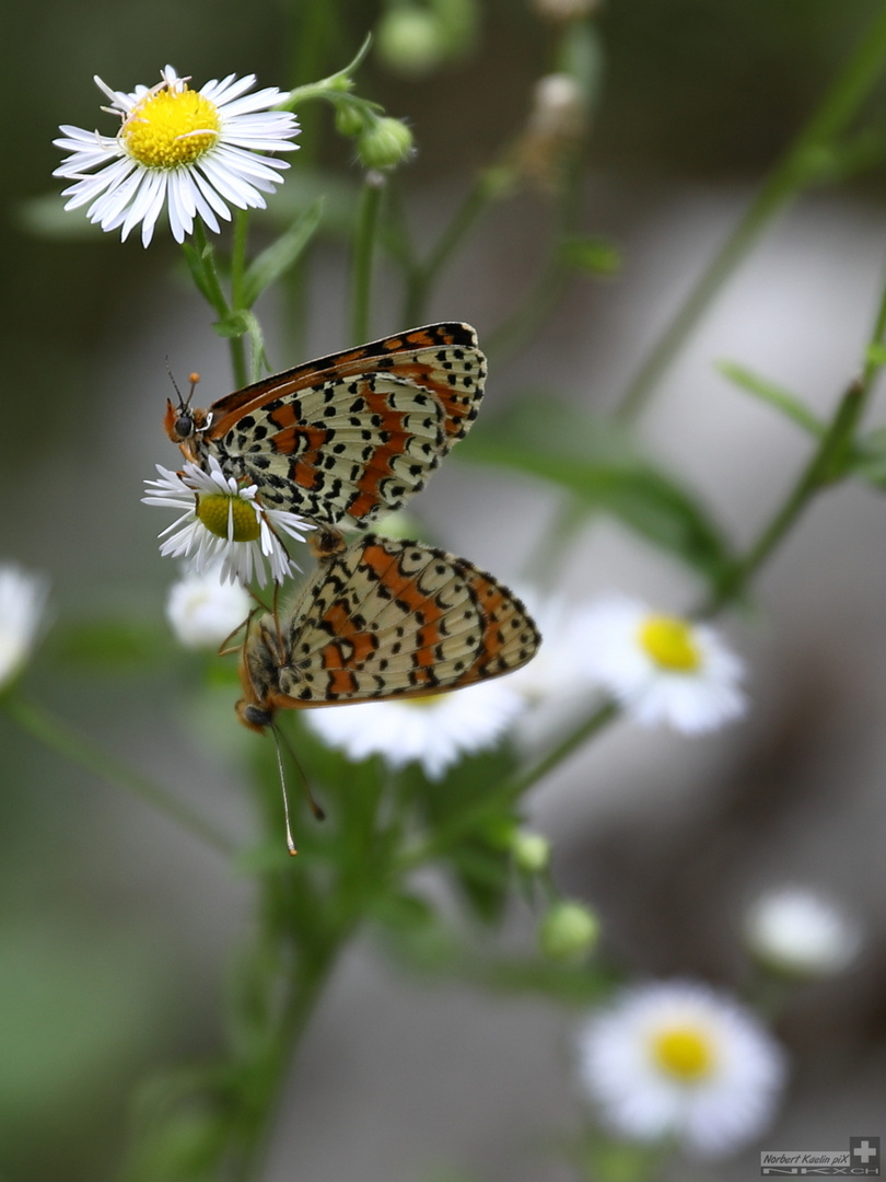 Schmetterlings Paarung