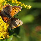 Schmetterlings Pärchen