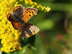 Schmetterlings Pärchen