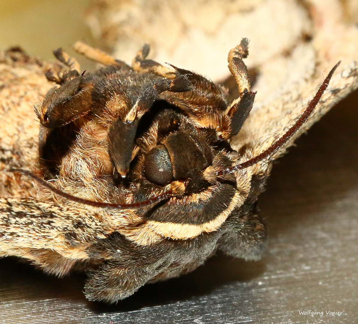 Schmetterlings - Portrait