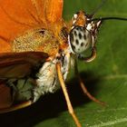 Schmetterlings - Profil