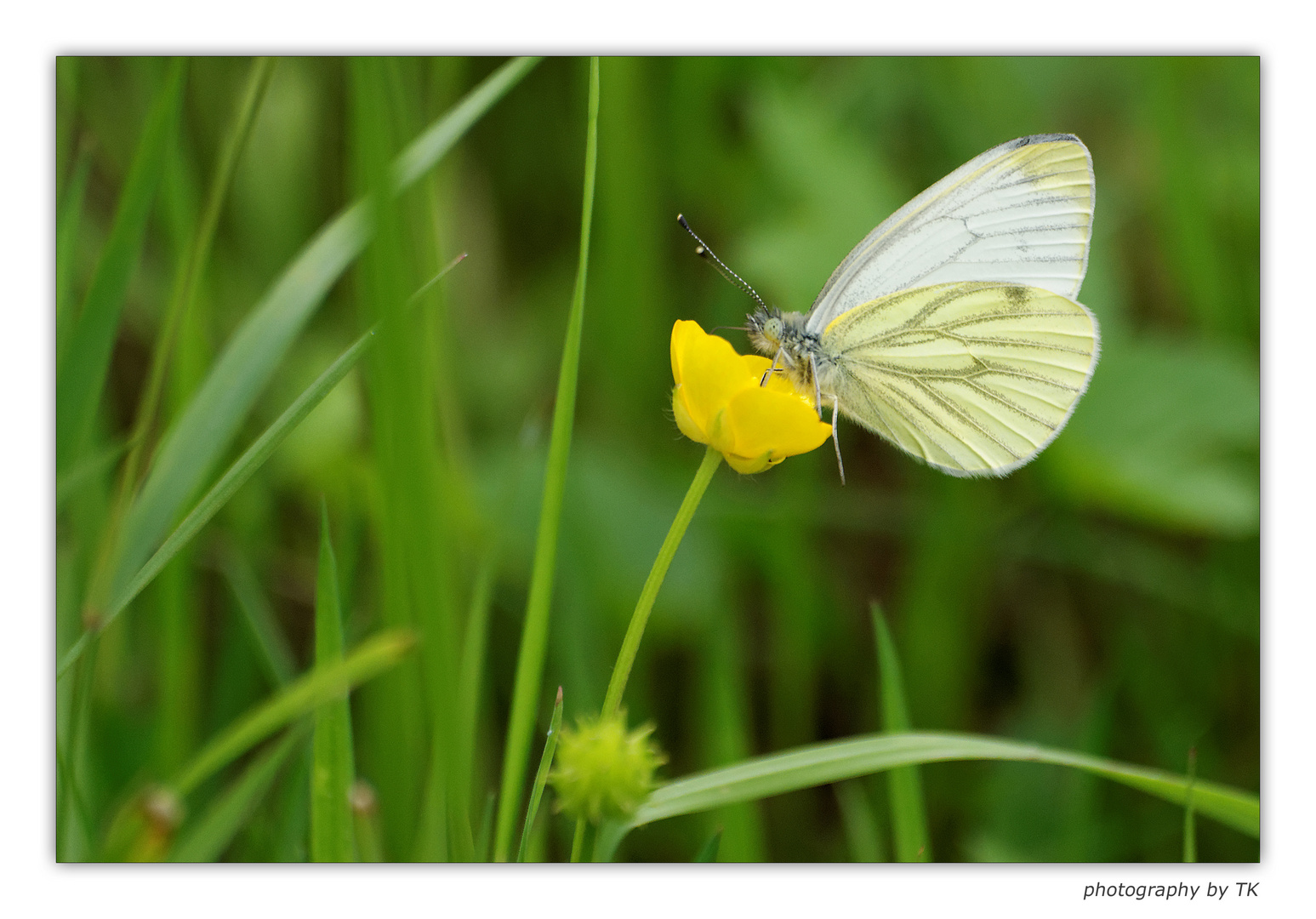 Schmetterlings Rast