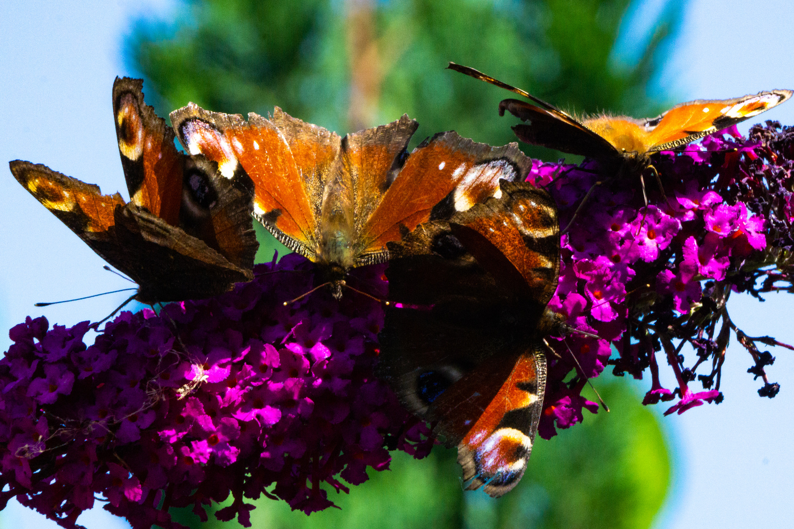 Schmetterlings rush hour