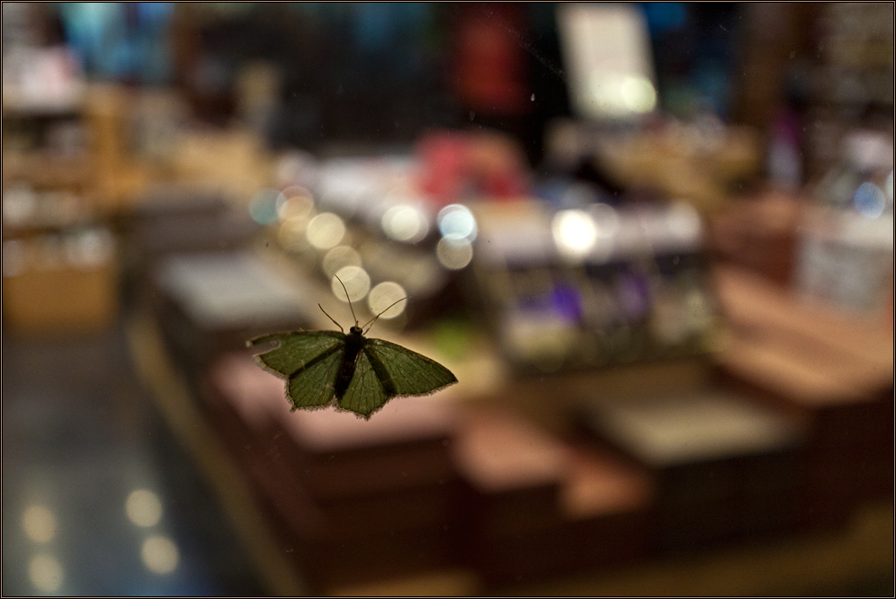 Schmetterlings SchaufensterBummel