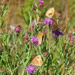 Schmetterlings-Sommer