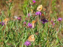 Schmetterlings-Sommer