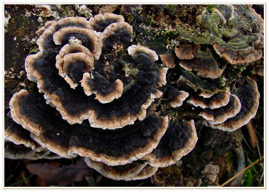 Schmetterlings- Tramete (Trametes versicolor)