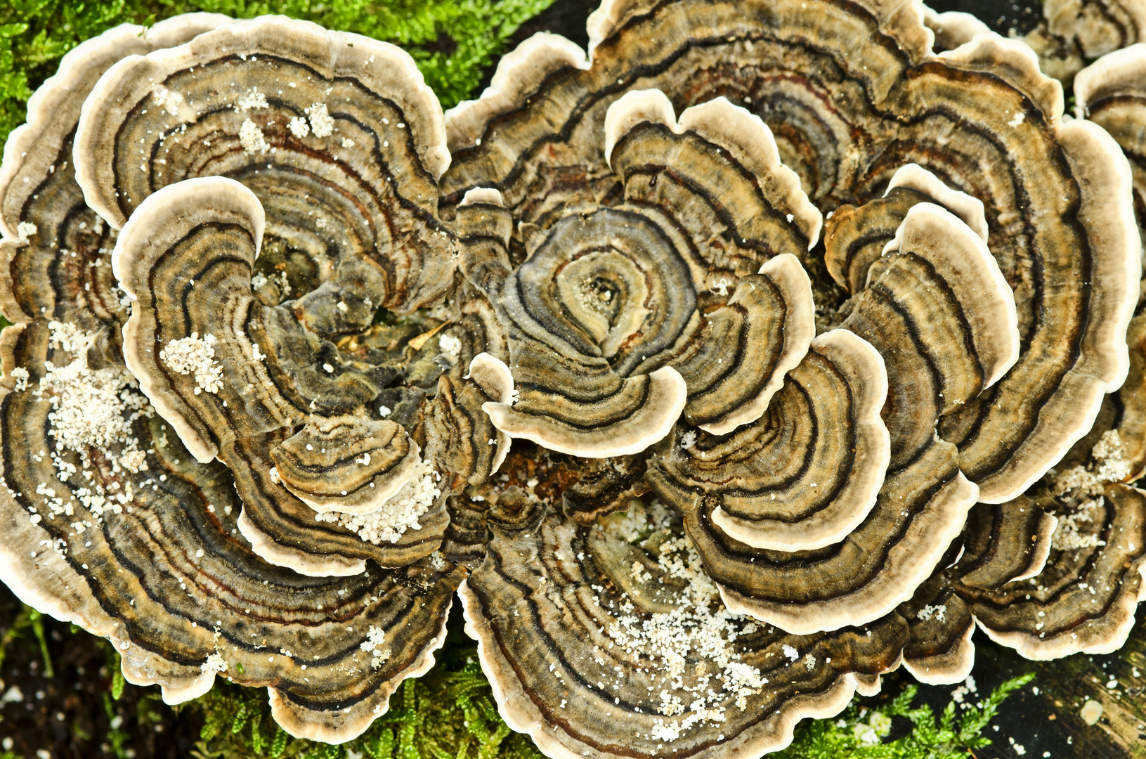 Schmetterlings-Tramete (Trametes versicolor)