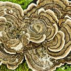 Schmetterlings-Tramete (Trametes versicolor)