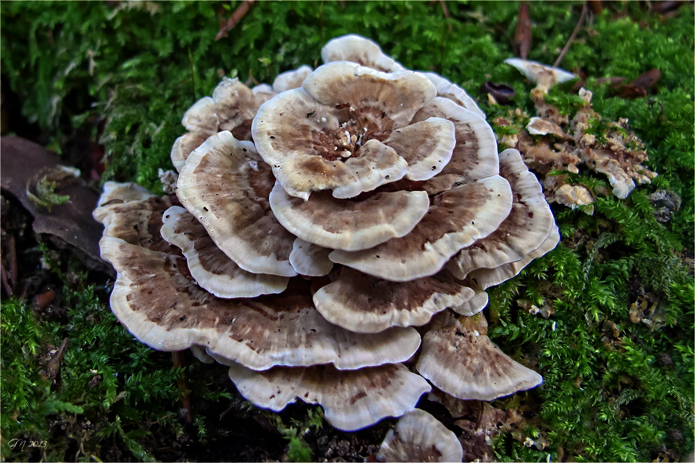 Schmetterlings-Tramete * Trametes versicolor (L.:Fr) Pilat