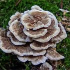 Schmetterlings-Tramete * Trametes versicolor (L.:Fr) Pilat