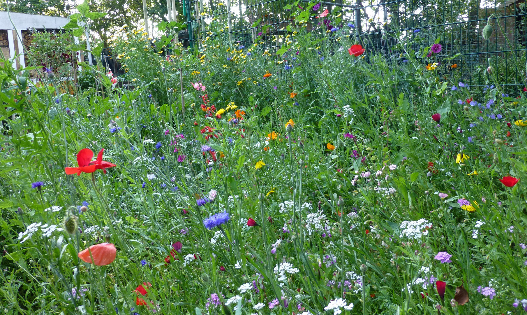 Schmetterlings-und Bienenwiese