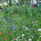 Schmetterlings-und Bienenwiese