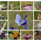 Schmetterlings- Vielfalt 2010
