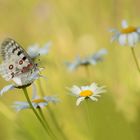 Schmetterlings-Wiese...