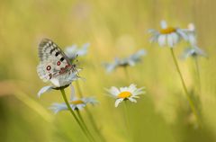 Schmetterlings-Wiese...