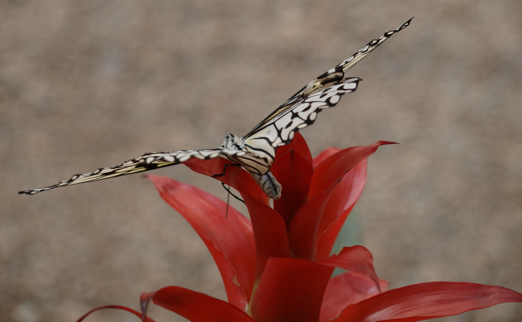 Schmetterlingsabflug