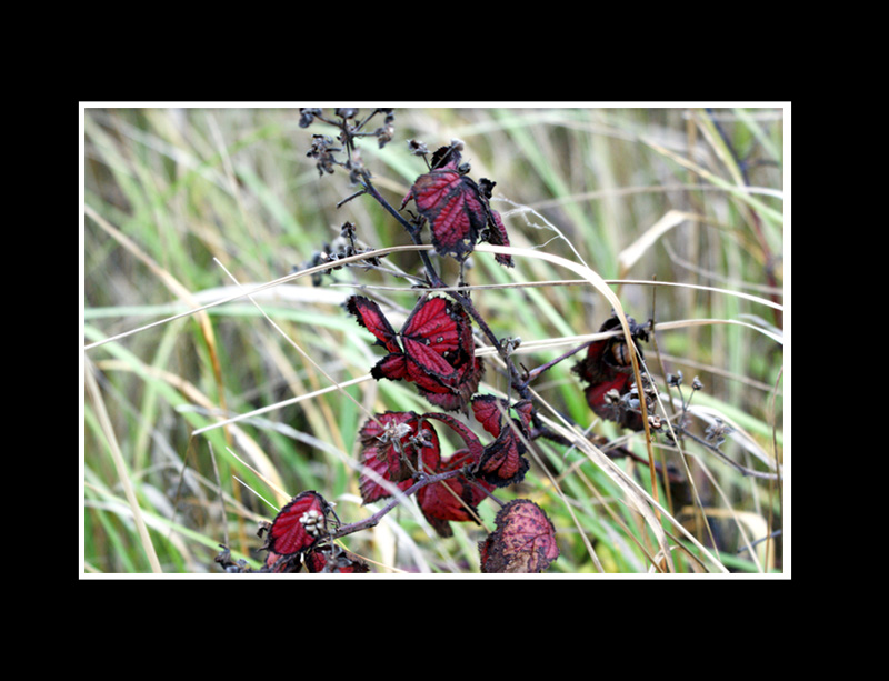 Schmetterlingsähnliche Herbstblätter