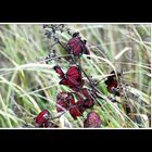 Schmetterlingsähnliche Herbstblätter