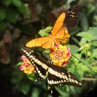 Schmetterlingsammlung - Teil 1