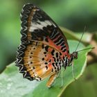 Schmetterlingsammlung - Teil 4