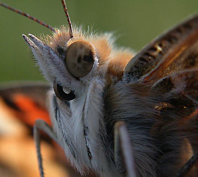 Schmetterlingsauge