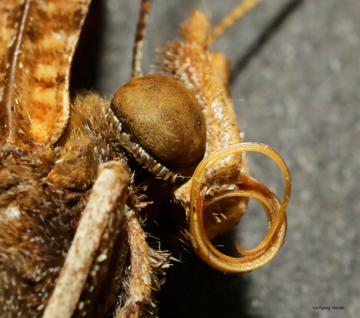 Schmetterlingsauge und Rüssel im Detail